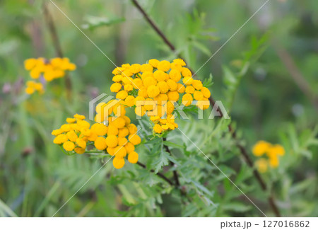 Yellow flowers of common tansy. Tanacetum vulgare plants on a summer field. 127016862