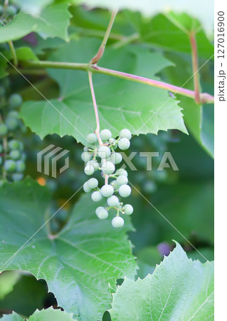 Green grape vine in the vineyard. Unripe grapes. Green grape vine in the vineyard. Unripe grapes. 127016900