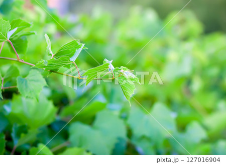 Green grape vine in the vineyard. Green grape vine in the vineyard. 127016904
