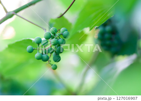 Green grape vine in the vineyard. Unripe grapes. 127016907