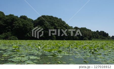 入梅前の蓮池のハスの葉 入梅前の蓮池のハスの葉 127016912
