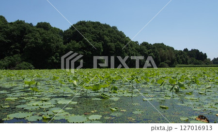 入梅前の蓮池のハスの葉 入梅前の蓮池のハスの葉 127016913