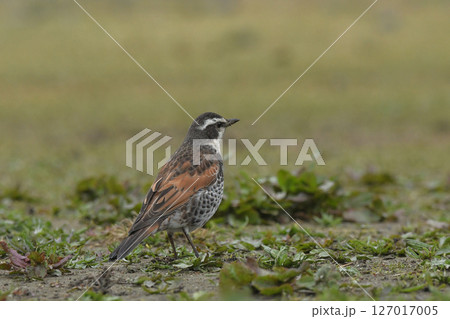 ツグミ 127017005