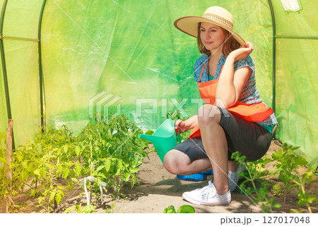 Woman watering green tomato plants in greenhouse Woman watering green tomato plants in greenhouse 127017048