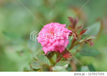 pygmy rose, Rosa chinensis or Rosaceae or small rose or pink rose pygmy rose, Rosa chinensis or Rosaceae or small rose or pink rose 127017103