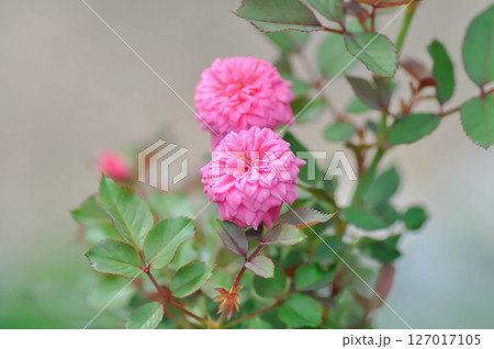 pygmy rose, Rosa chinensis or Rosaceae or  small rose or pink rose 127017105