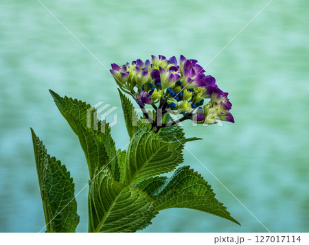 形原温泉アジサイの里の景色 127017114