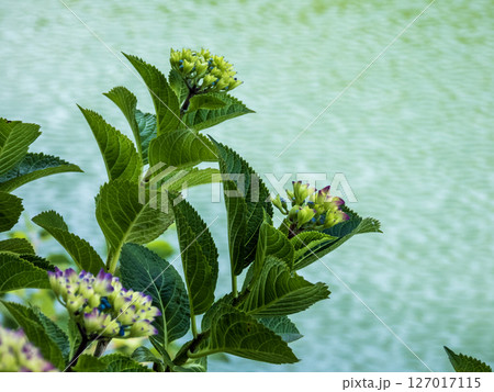 形原温泉アジサイの里の景色 形原温泉アジサイの里の景色 127017115