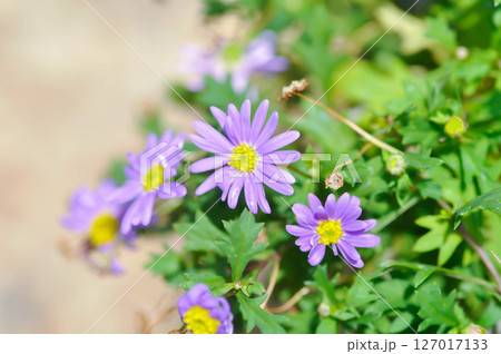 daisy or purple Bellis perennis or purple daisy flower 127017133