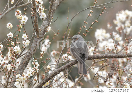 ヒヨドリ ヒヨドリ 127017147