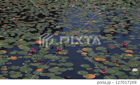 鵜の岬のスイレン池 127017209