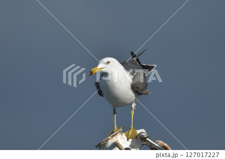 ウミネコ 127017227