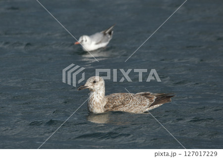 ウミネコ ウミネコ 127017229