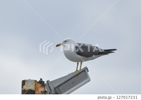 ウミネコ 127017231