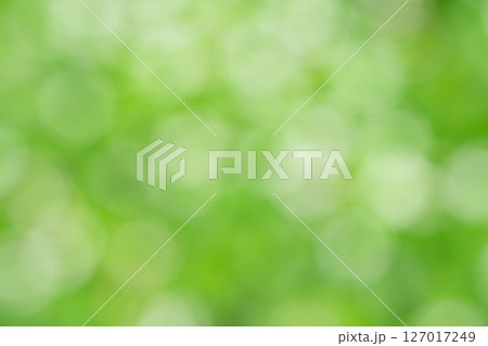 明るい玉ボケのあるボタニカルイメージ　(写真素材) 127017249