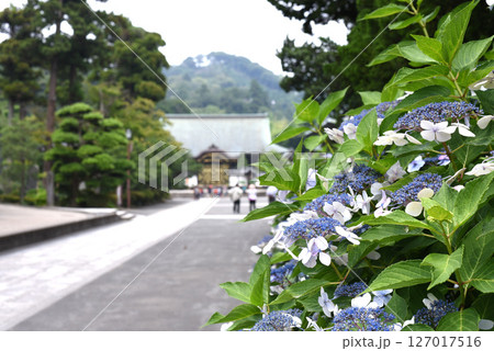 あじさい　建長寺　 127017516