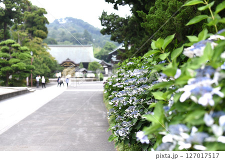 あじさい　建長寺 127017517