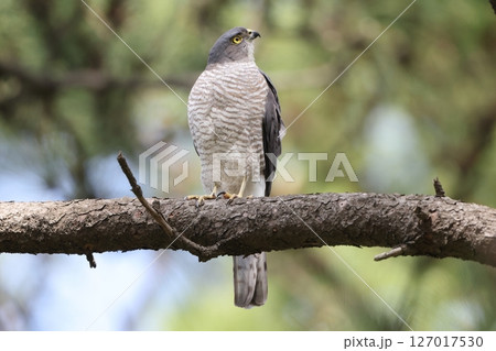 ツミ ツミ 127017530