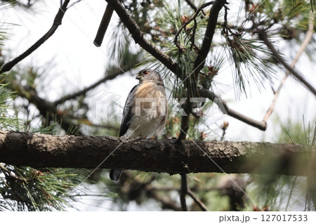 ツミ ツミ 127017533