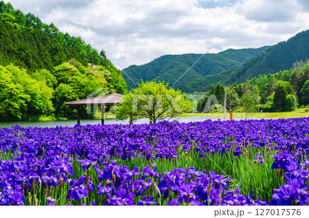 あやめ公園池 木曽路 あやめ公園池 木曽路 127017576