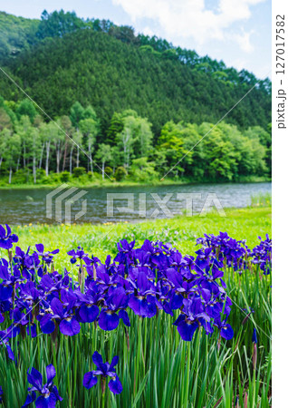 あやめ公園池　木曽路 127017582
