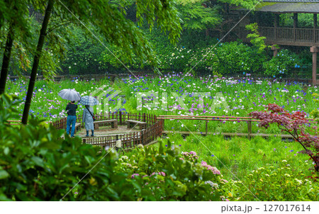 松戸市　梅雨の本土寺と花菖蒲 127017614