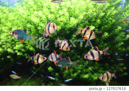 魚の群れを泳ぐ魚 127017618