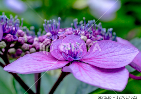 赤紫色の額紫陽花の装飾花 127017622