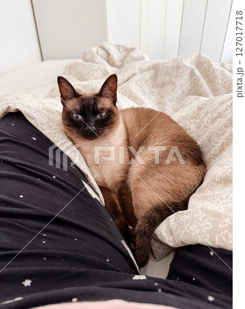 Relaxed siamese cat on bed. Warmth, comfort, and quiet bond between pet and owner 127017718