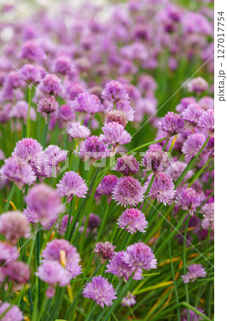 Blooming chive, allium schoenoprasum in summer garden, close up view of vibrant purple flowers 127017754