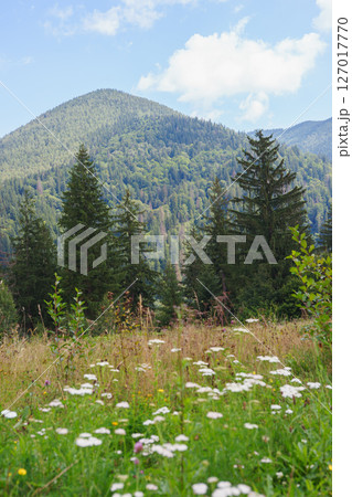 Summer mountain landscape with green forest, wildflowers, and blue sky with scattered white clouds Summer mountain landscape with green forest, wildflowers, and blue sky with scattered white clouds 127017770