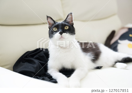 白いソファーにのった猫のチヨちゃん 127017851