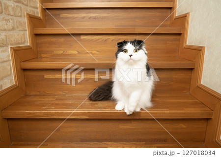 階段でお座りしたスコティシュフォールド 127018034