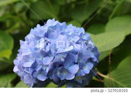 青い紫陽花 127018103