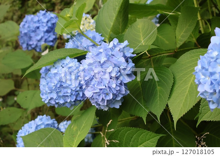 青い紫陽花 127018105