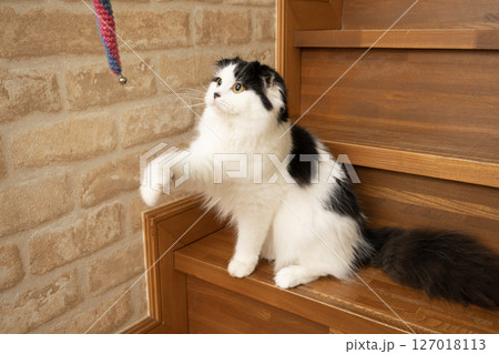 猫じゃらしで遊ぶスコティシュフォールド 猫じゃらしで遊ぶスコティシュフォールド 127018113