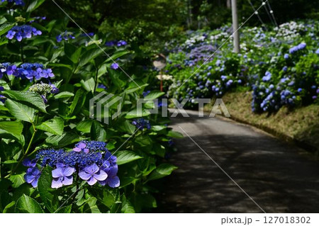 梅雨の晴れ間に咲く紫陽花 梅雨の晴れ間に咲く紫陽花 127018302