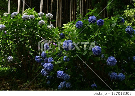 青い紫陽花 127018303