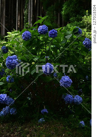 青い紫陽花 青い紫陽花 127018304