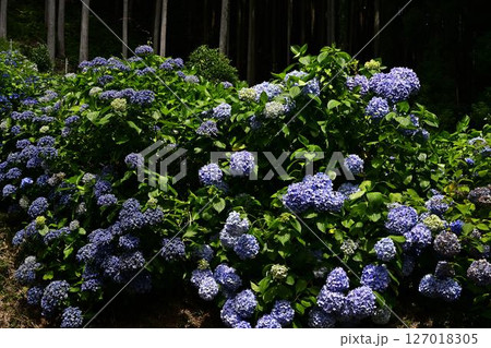 山林に咲く紫陽花 127018305