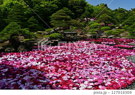 由志園の三万輪の池泉牡丹 127018309