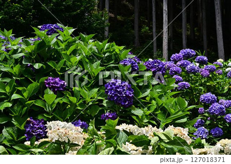 梅雨の晴れ間に咲く紫陽花 127018371