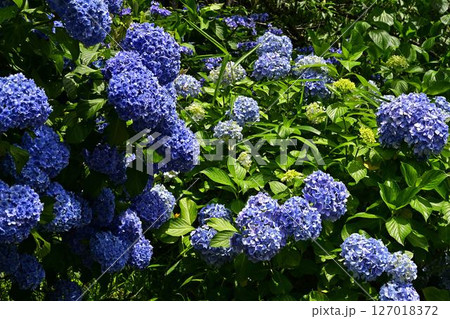 青い紫陽花 127018372
