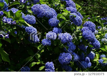 青い紫陽花 127018373