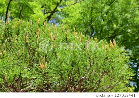 タギョウショウ（アカマツの園芸品種） 127018441