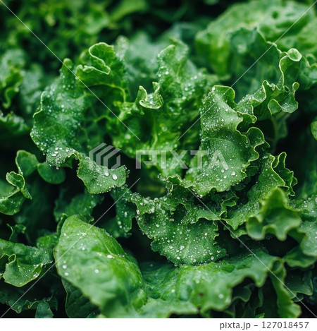 Fresh Close-up of Green Vegetable Leaf with Dew Drops 127018457