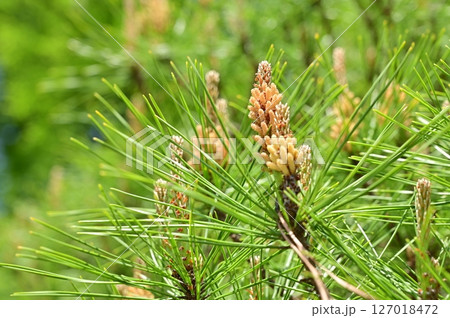 タギョウショウ（アカマツの園芸品種） 127018472