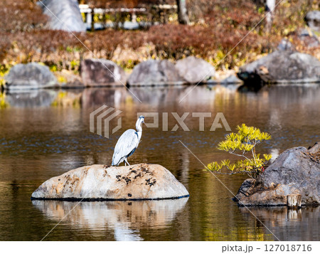 水辺に佇む優雅なアオサギ 127018716