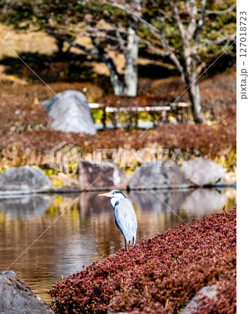 水辺に佇む優雅なアオサギ 水辺に佇む優雅なアオサギ 127018723