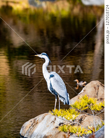 水辺に佇む優雅なアオサギ 127018724